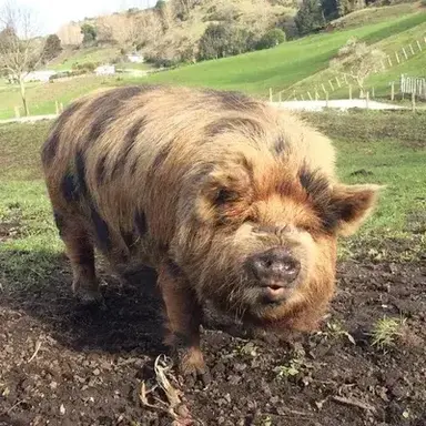 Profile image of Truffles