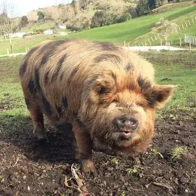 VocalKing6563의 Truffles