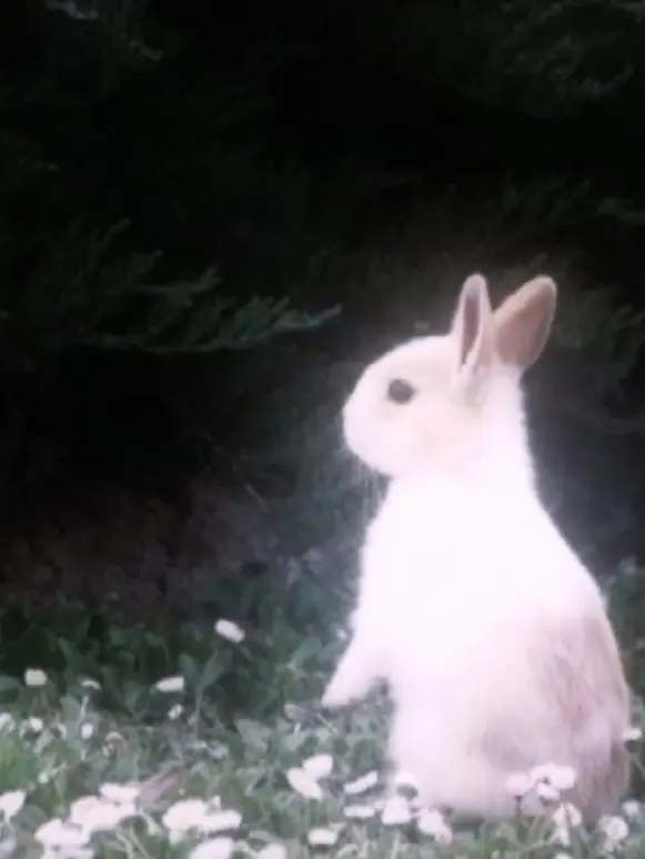 33333333manboooooo의 お嬢様と執事