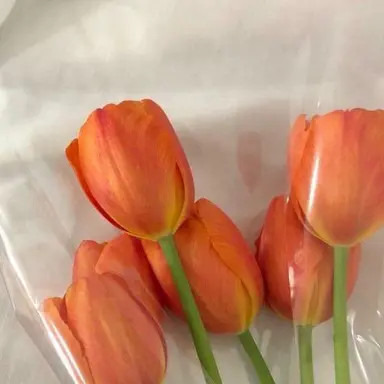 Profile image of 하루토