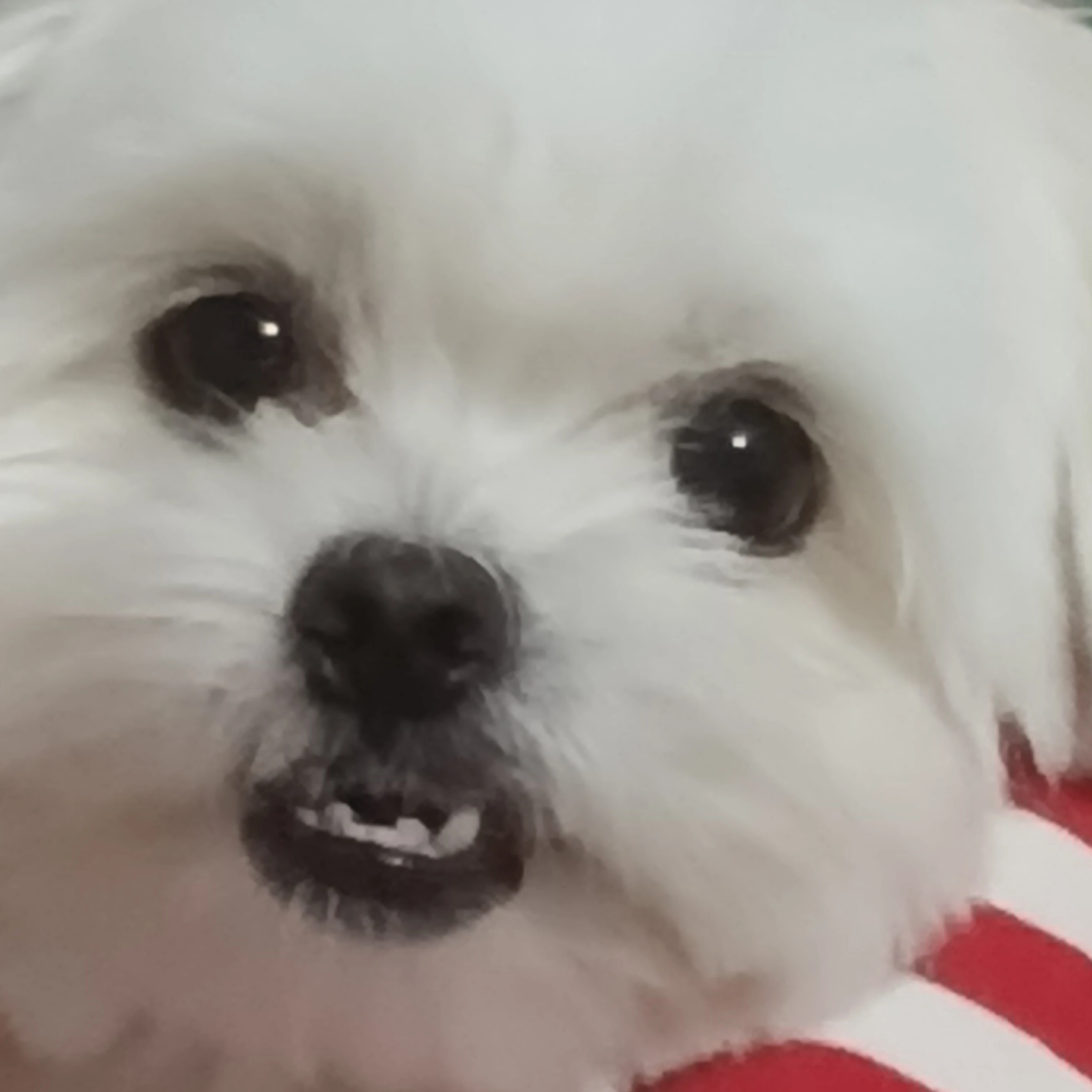 스프런키