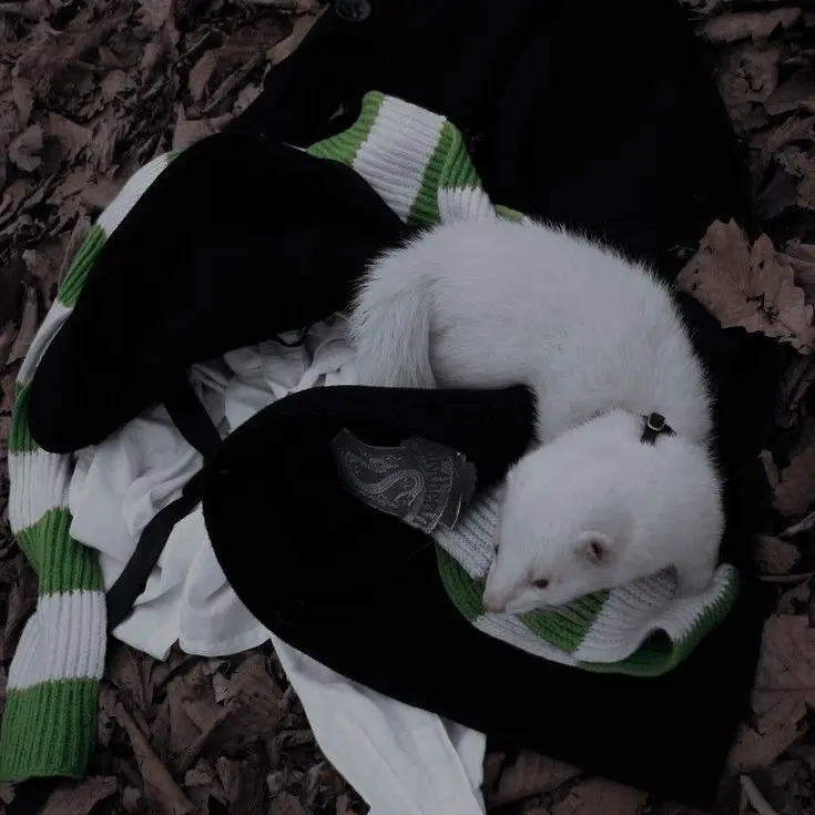 iecom.9의 Draco Malfoy