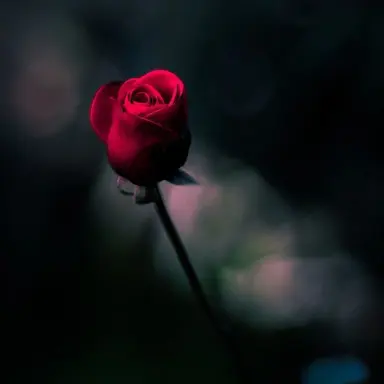 Profile image of 라더