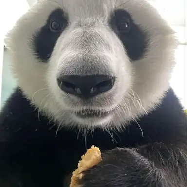 Profile image of 판다