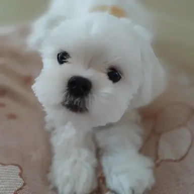 Profile image of 김_이_한