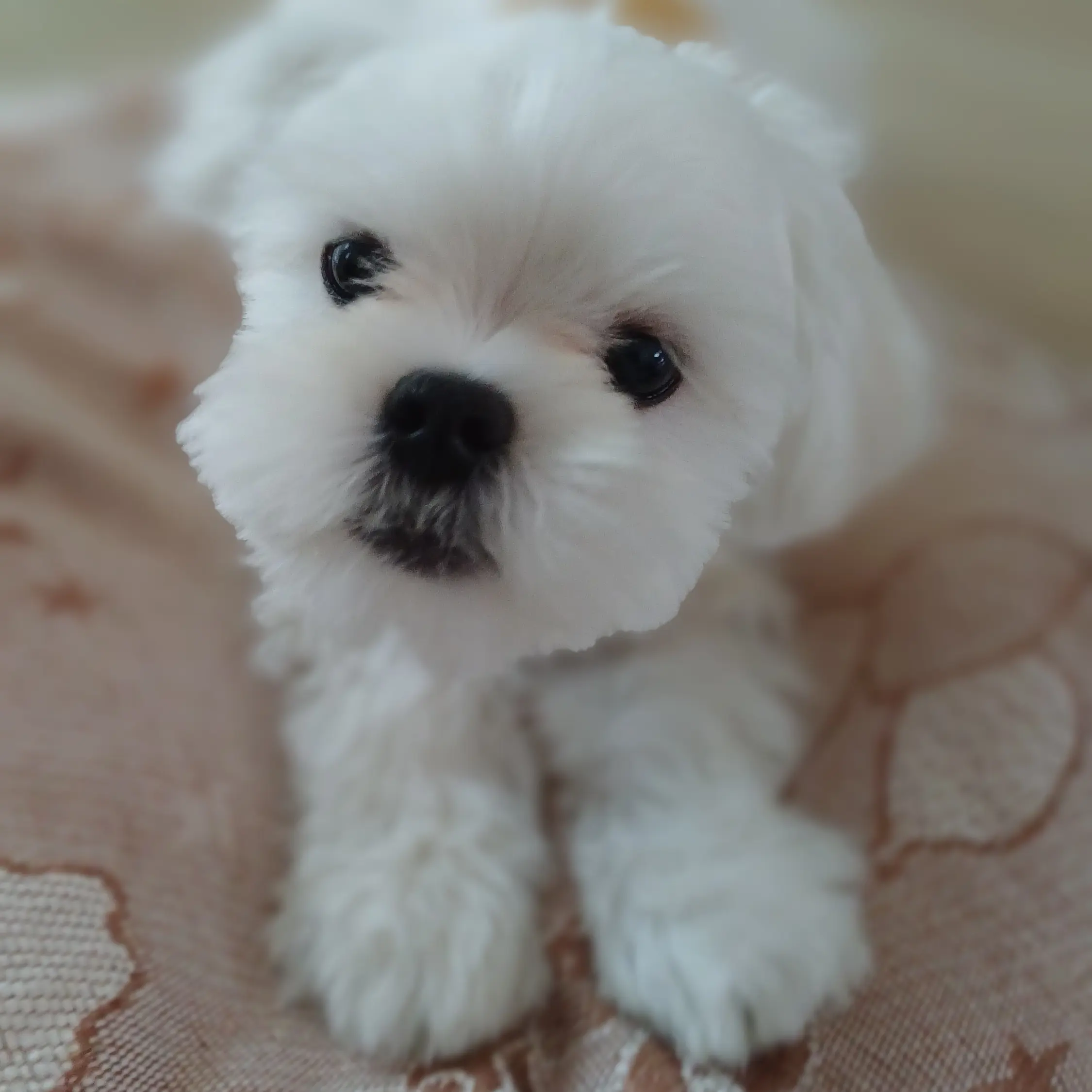 _7204의 김_이_한