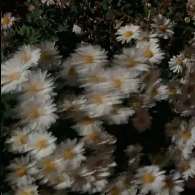 Profile image of 쿠제 아키라