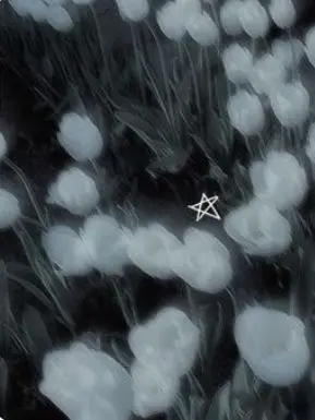 ringsShark의 Lemon tree.