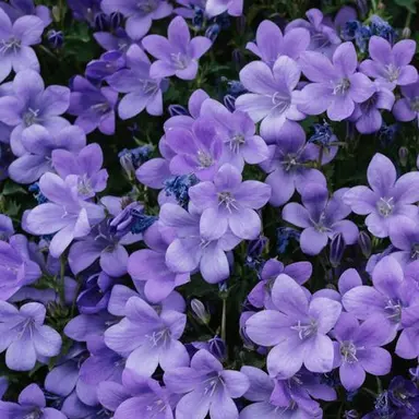 Profile image of 수현