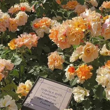 Profile image of 덕개