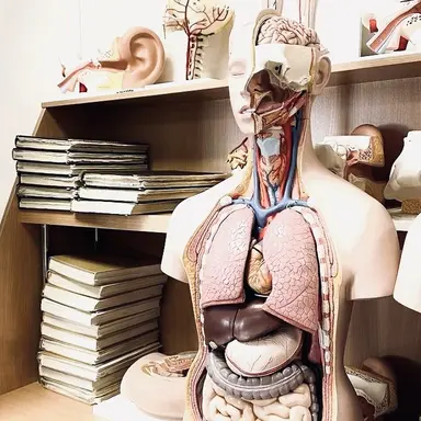 Profile image of 인체모형