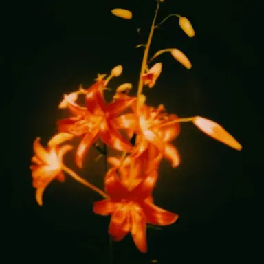 Profile image of 코마