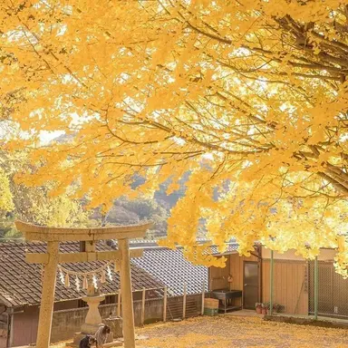 Profile image of 0423