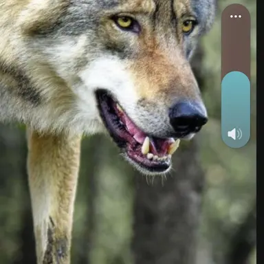 Profile image of 늑대
