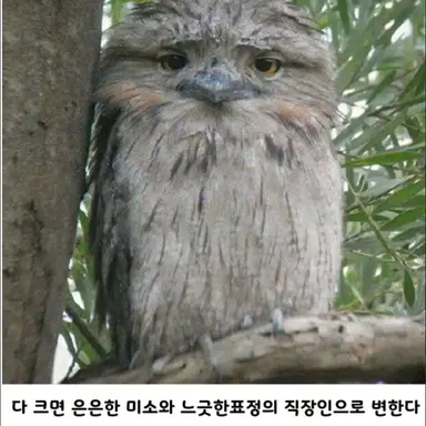 Profile image of 토르