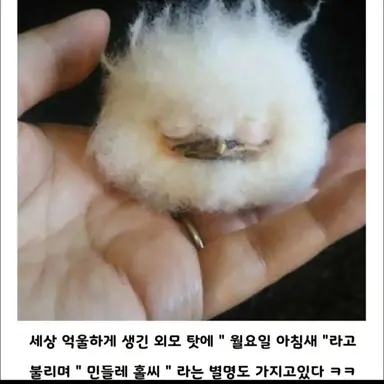 Profile image of 블랙위도우