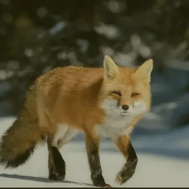 Profile image of 여우