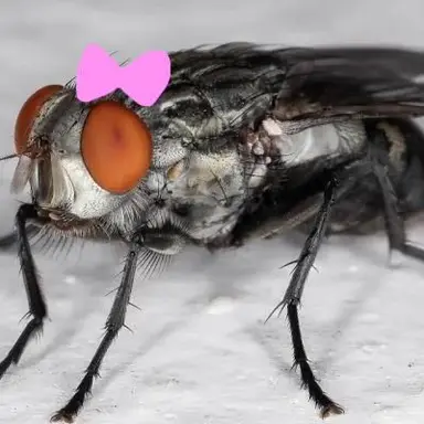 Profile image of ブリ子