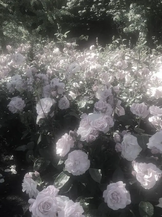 meroi_hato의 び  薬 ®