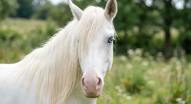 Profile image of Fuyu