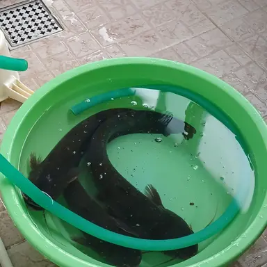 Profile image of 여우