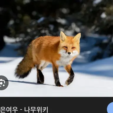 Profile image of 여우