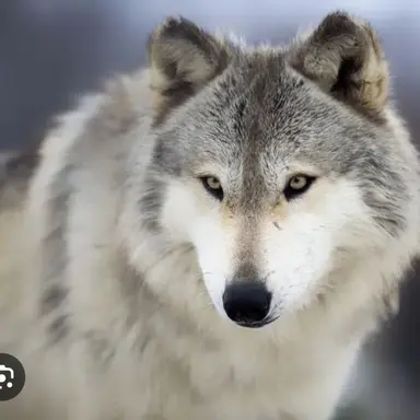 Profile image of 늑대