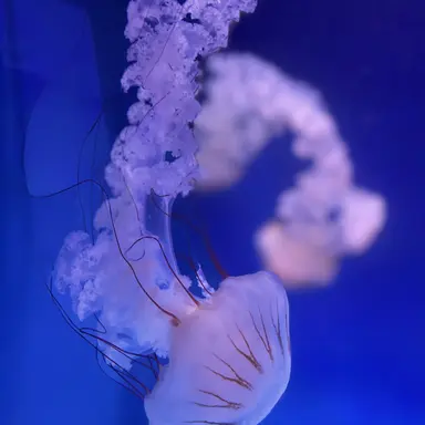 Profile image of 杉元
