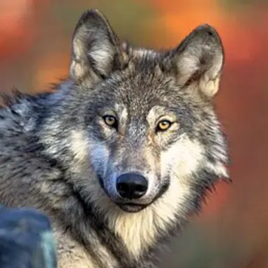 Profile image of 늑대