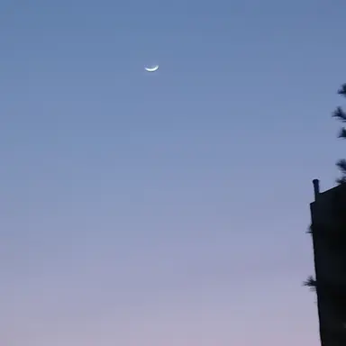 Profile image of 능소화