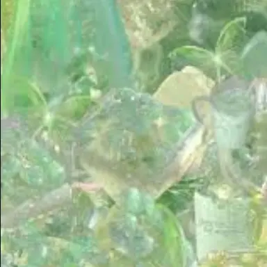 Profile image of 공룡