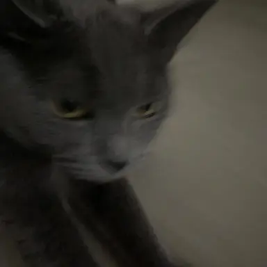 Profile image of 캣