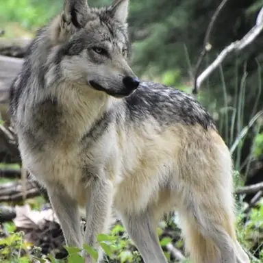 Profile image of 늑대