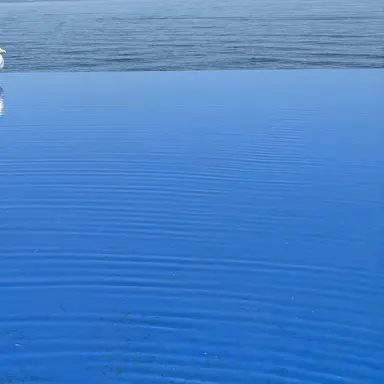 Profile image of 紫堂