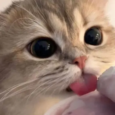 Profile image of 김여우