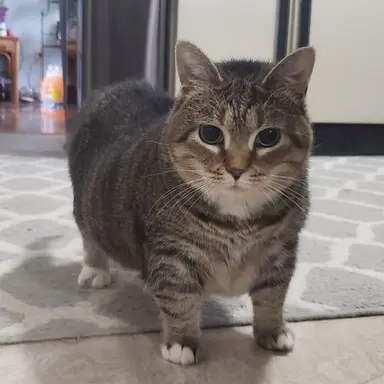 Profile image of 오이이아 고양이
