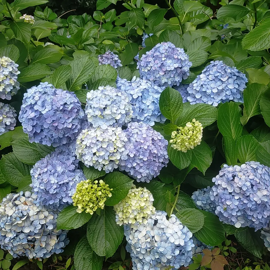 SunnyLove7219의 ひ