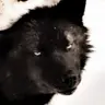 Profile image of 카일러스