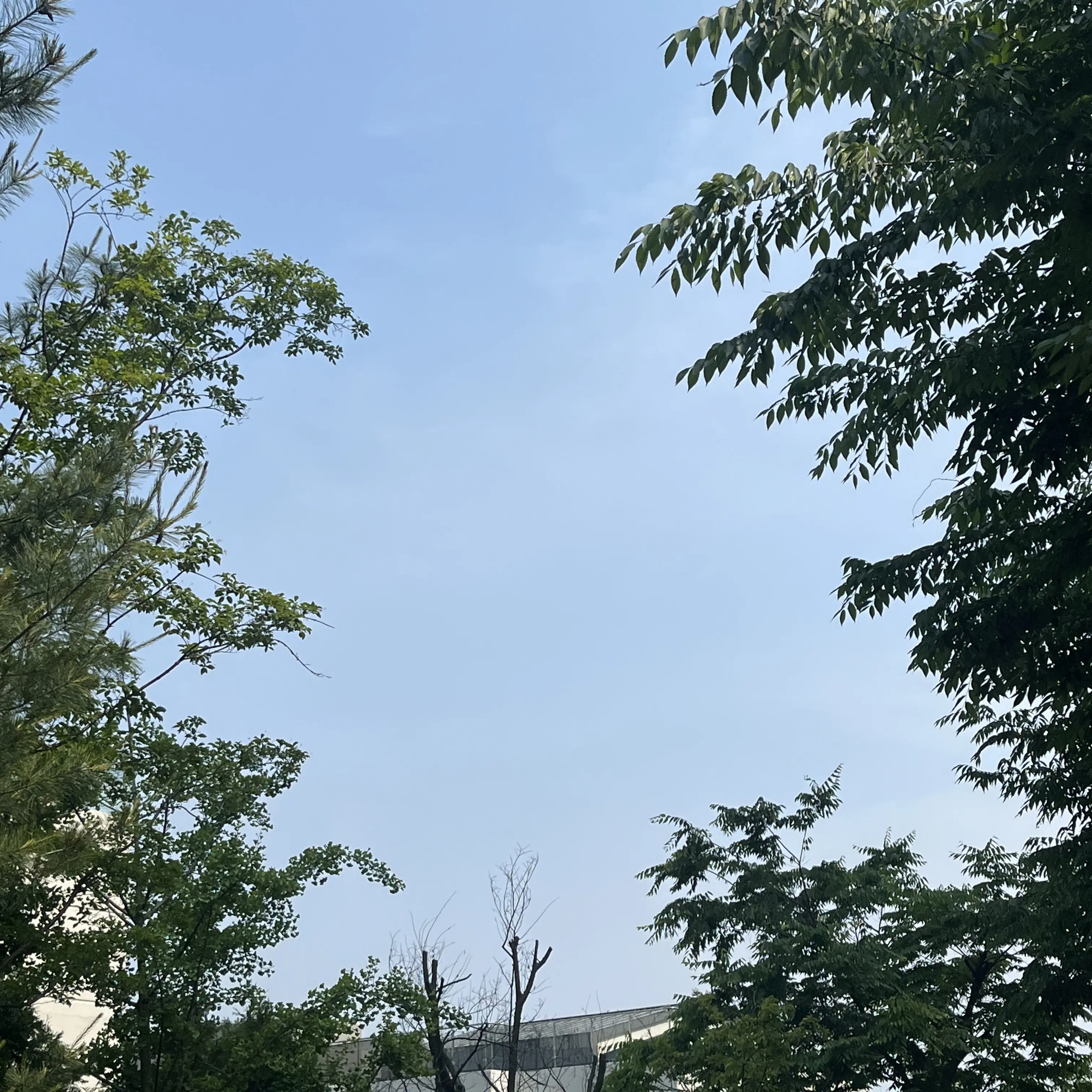 FickleGate1315의 두근두근한 학교 고백?!