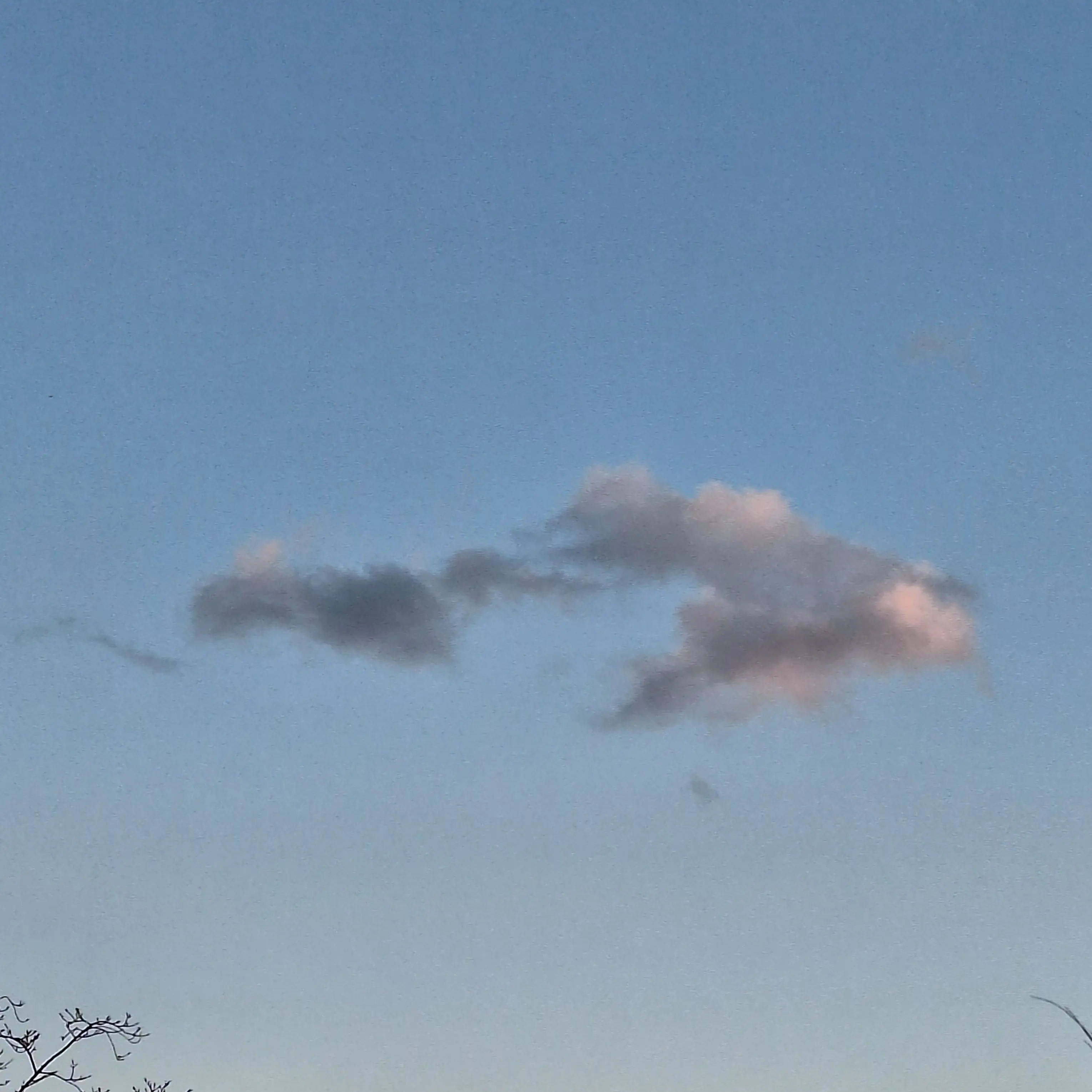 So_ya1의 개학을 했는데 여우가 있다..