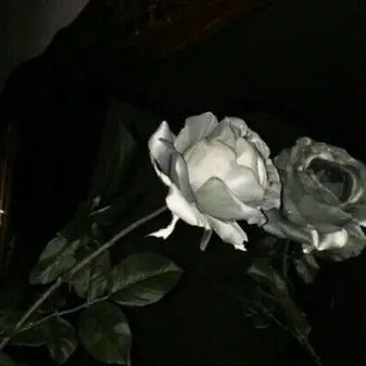 Profile image of 정공룡