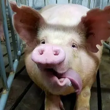 Profile image of 돼지