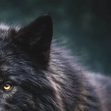 Profile image of 若井 滉斗