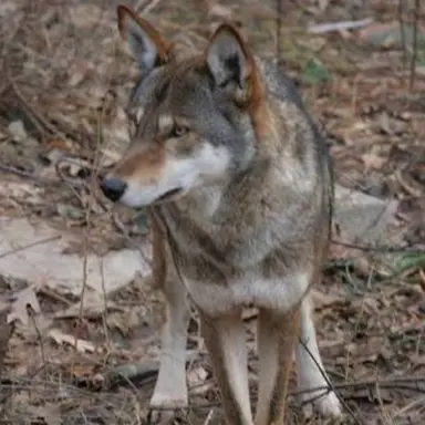 Profile image of Wolf