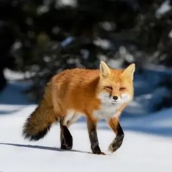 Profile image of Fox