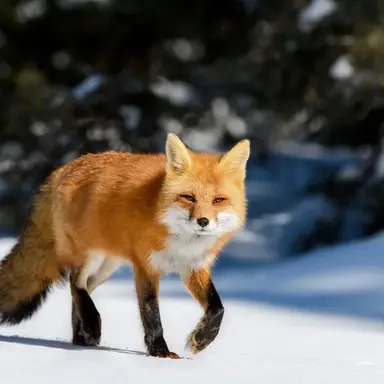 Profile image of 여우