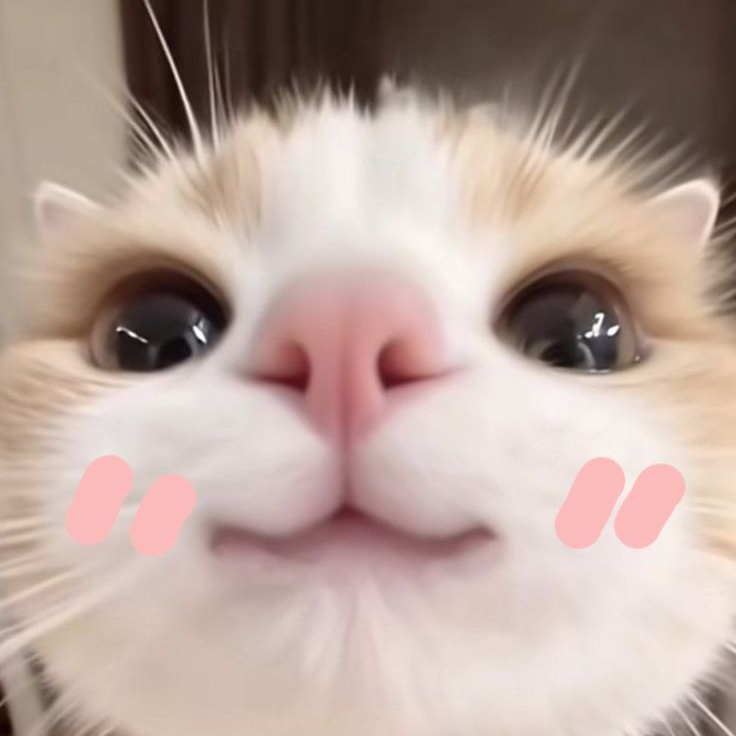 냐옹 대표 이미지
