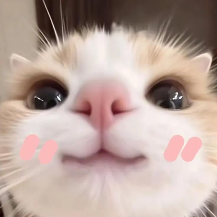 YoungBurp9107의 냐옹