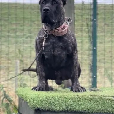Profile image of Rocky