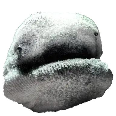 Profile image of ホワイティ